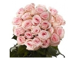 Soft Pink - 36 Stems In Bouquet